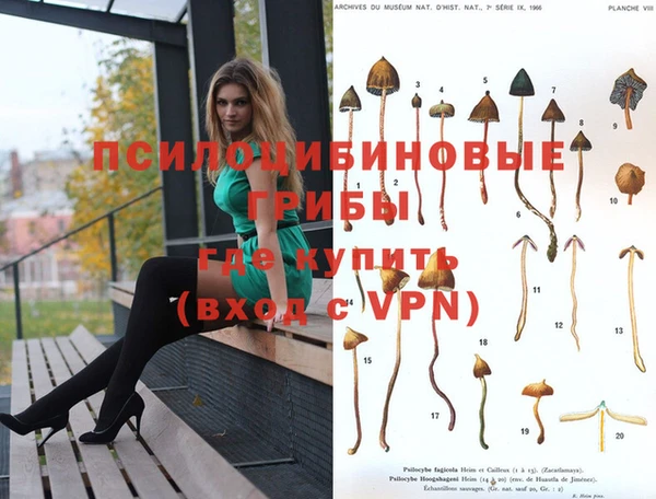 индика Абаза